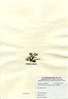 藏品(扁龍鬚菜)的圖片